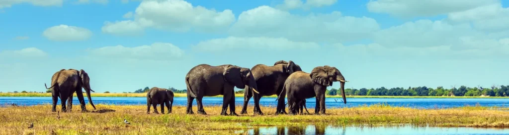 Top 5 Unique Safari Destinations in Namibia for an Unforgettable Adventure