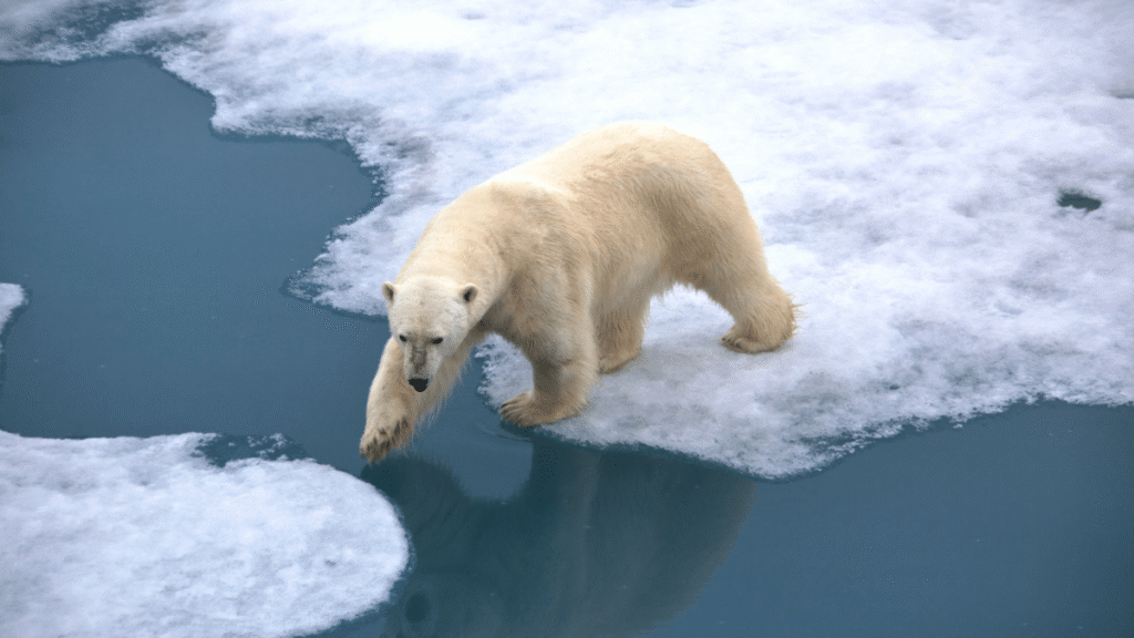 How Polar Bears Are Adapting to Melting Ice: Insights from Camera Footage