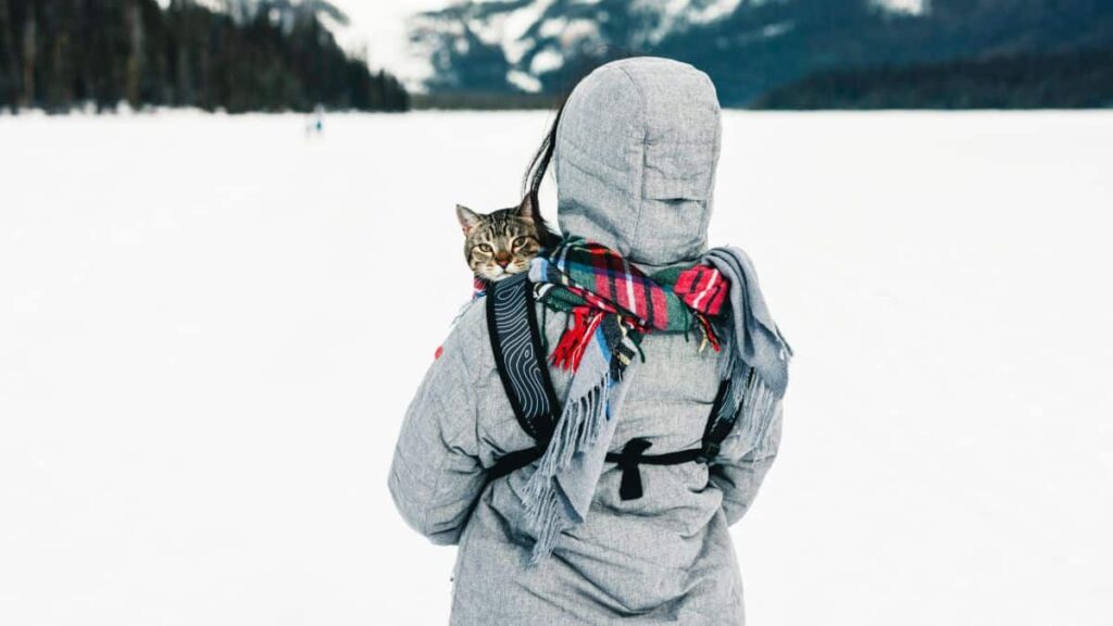 Hike With Your Cat This Summer? This Expandable Backpack Makes It Possible.