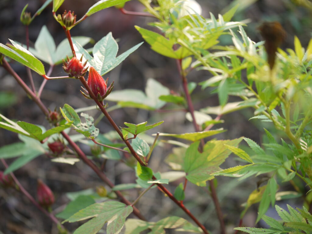 Hibiscus sabdariffa: A Natural Remedy for Hypertension and Cognitive Health