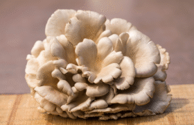 Oyster Mushroom (Pleurotus ostreatus): Effects on Mood and Cognitive Function in Older Adults