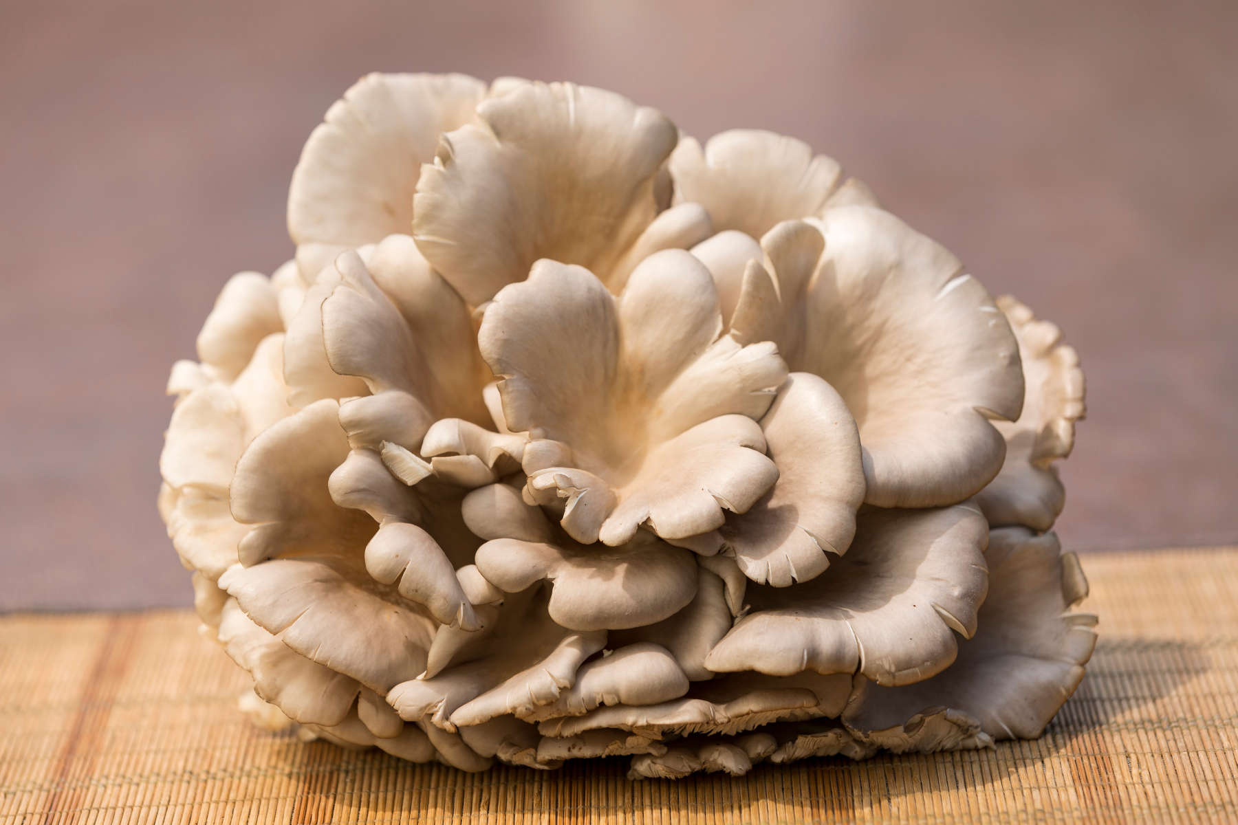 Oyster Mushroom (Pleurotus ostreatus): Effects on Mood and Cognitive Function in Older Adults
