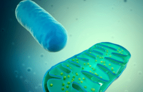 Mitochondria: More Than Just Powerhouses