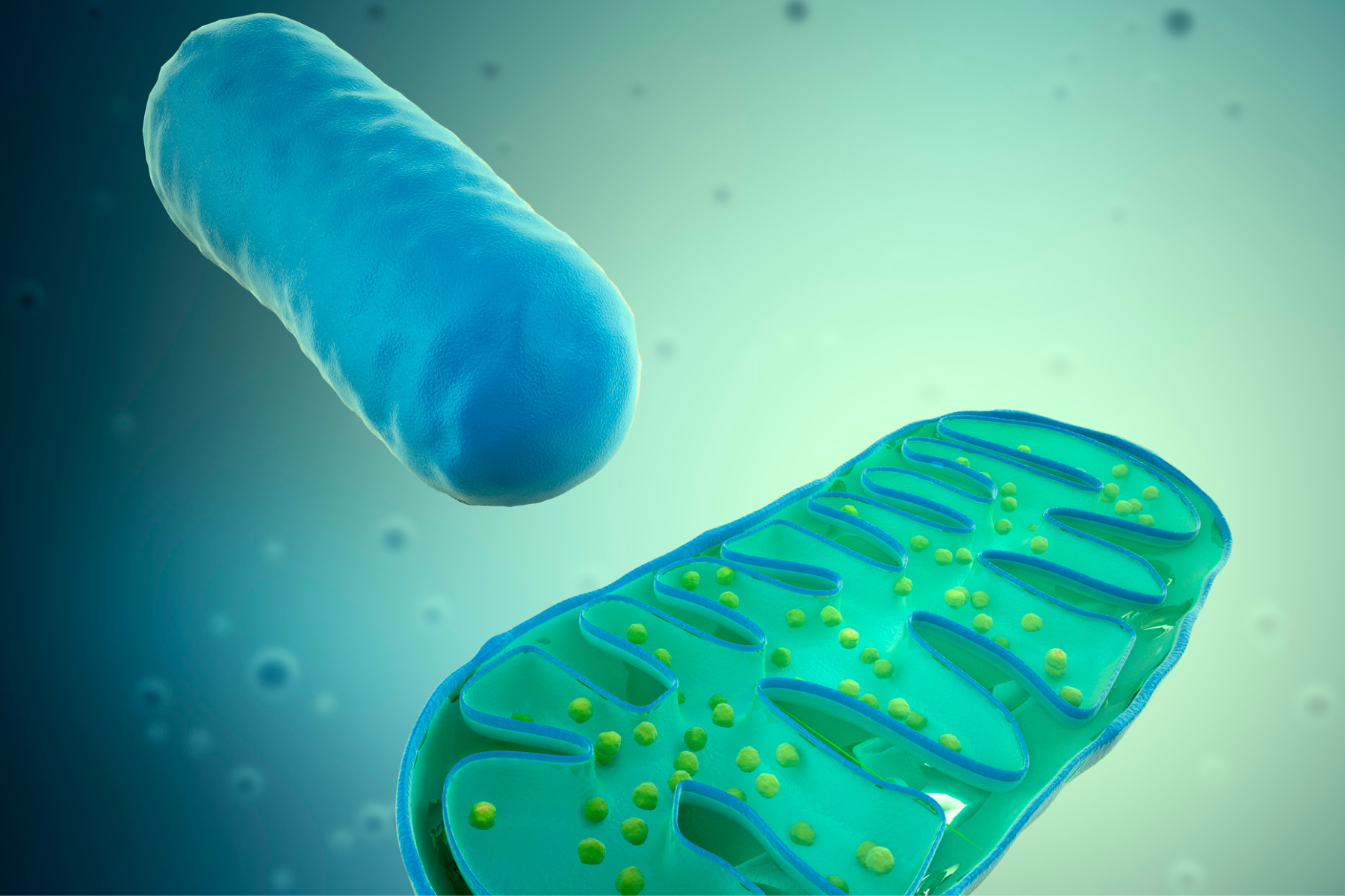 Mitochondria: More Than Just Powerhouses