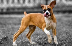 The Most Dog-Friendly Cities in France