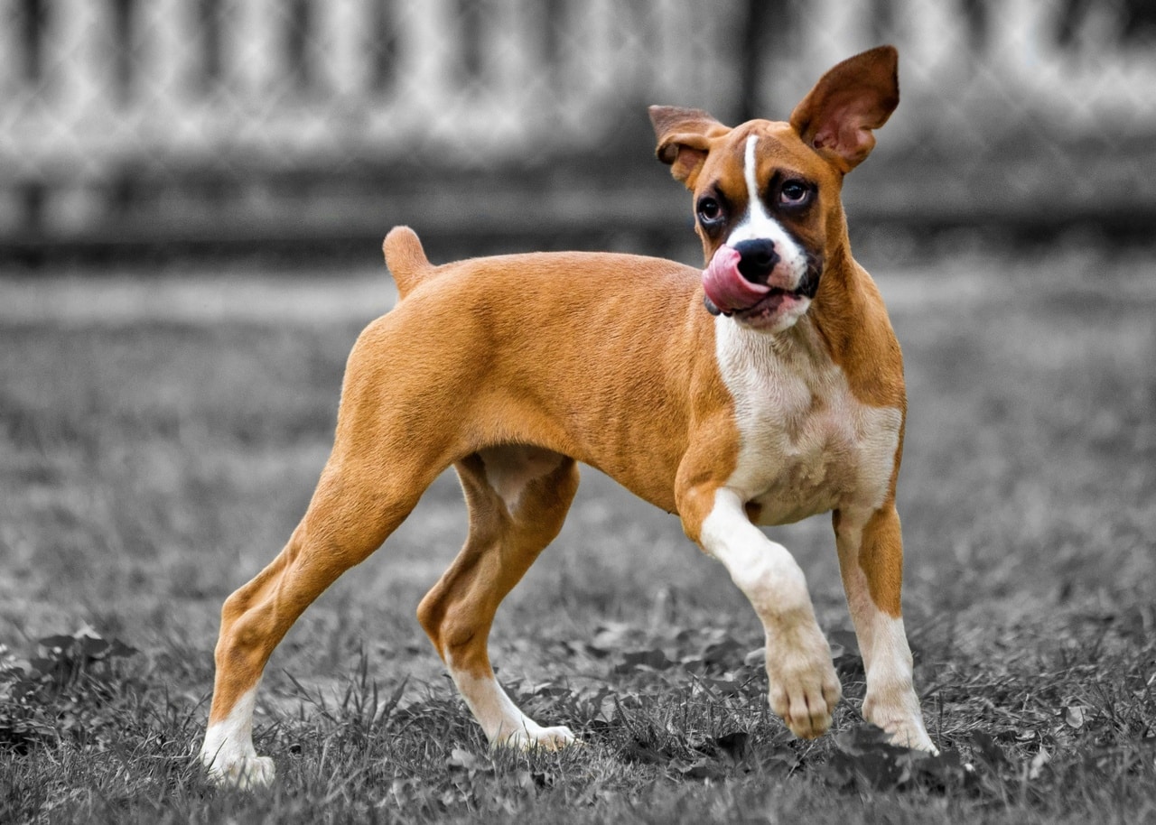 The Most Dog-Friendly Cities in France
