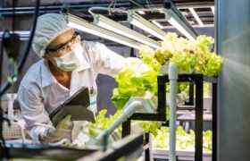 Photosynthesis and Magnetic Fields: How Plants Respond in 10 Seconds