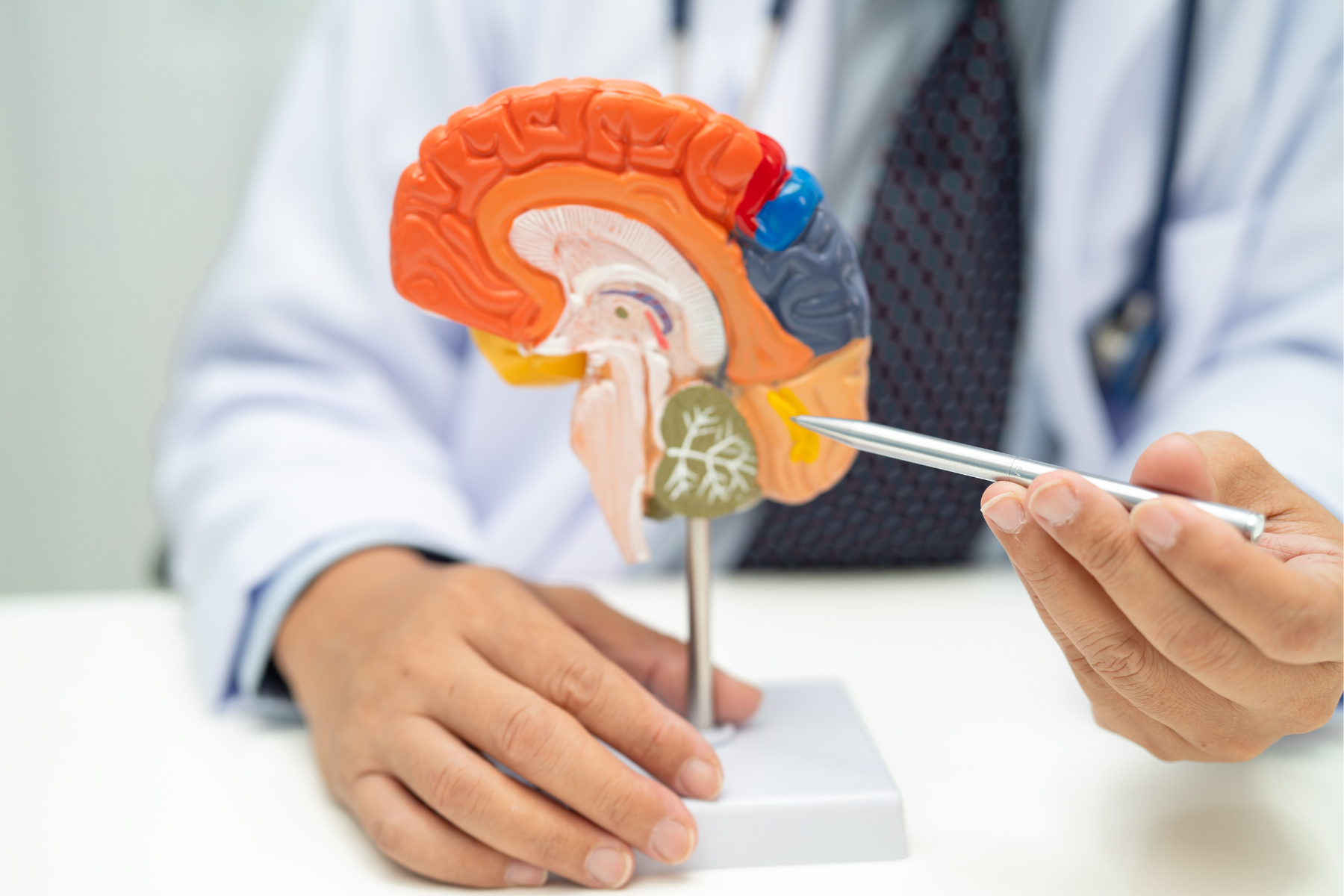 The Aging Hippocampus: A Cellular and Genomic Map of the Adult Brain